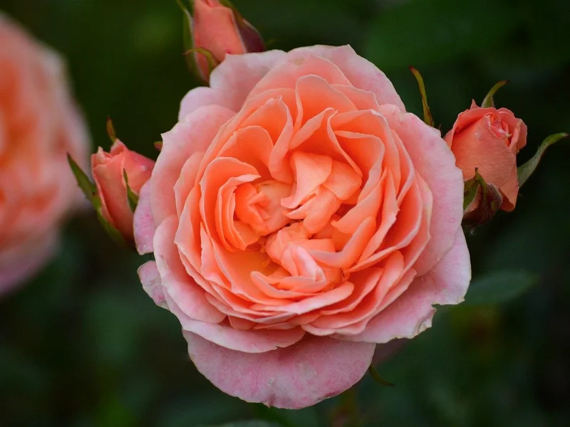 炸金花应用PG电子平台